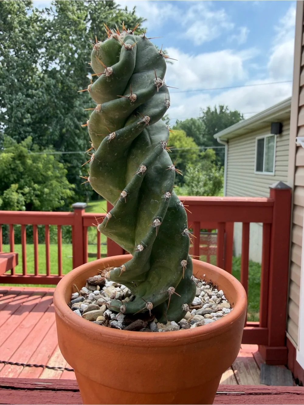 Spiral Cactus